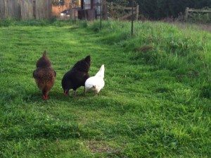 This flock lived in our tiny backyard in the city, but they LOVE the farm life! Meet Trudy, Sparkles and Blacky! 